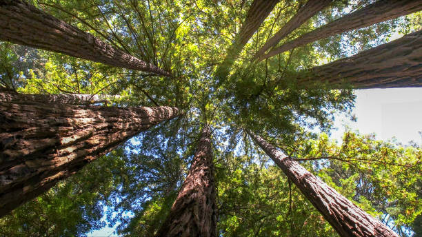 Best Arborist Consultation Services  in Bushyhead, OK