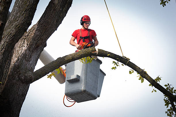 Best Tree Disease Treatment  in Bushyhead, OK