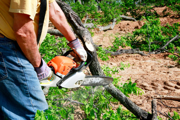 Best Tree Risk Assessment  in Bushyhead, OK
